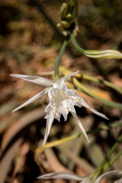 Un lirio de mar blanco en flor entre la hierba seca de la playa.