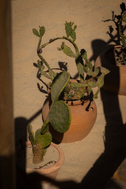 Chumberas en macetas de barro contra una pared encalada iluminada por el sol.